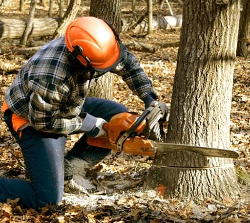 Tree Removal in Hart, TX